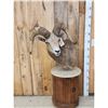 Image 2 : Desert Bighorn Sheep Pedestal Taxidermy Mount