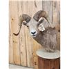 Image 3 : Desert Bighorn Sheep Pedestal Taxidermy Mount
