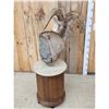 Image 6 : Desert Bighorn Sheep Pedestal Taxidermy Mount