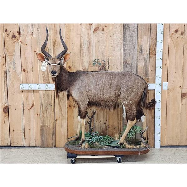 African Nyala Full Body Taxidermy Mount