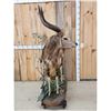 Image 4 : African Nyala Full Body Taxidermy Mount