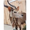 Image 6 : African Nyala Full Body Taxidermy Mount