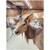 Image 7 : African Nyala Full Body Taxidermy Mount