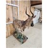 Image 8 : African Nyala Full Body Taxidermy Mount