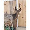Image 9 : African Nyala Full Body Taxidermy Mount