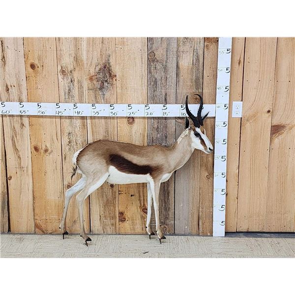 African Springbok Full Body Taxidermy Mount