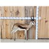 Image 1 : African Springbok Full Body Taxidermy Mount