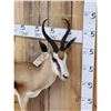 Image 2 : African Springbok Full Body Taxidermy Mount