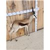 Image 3 : African Springbok Full Body Taxidermy Mount