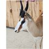 Image 5 : African Springbok Full Body Taxidermy Mount
