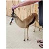 Image 6 : African Springbok Full Body Taxidermy Mount