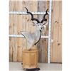 Image 1 : African Kudu Pedestal Taxidermy Mount
