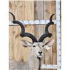 Image 2 : African Kudu Pedestal Taxidermy Mount