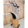Image 3 : African Kudu Pedestal Taxidermy Mount