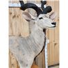 Image 4 : African Kudu Pedestal Taxidermy Mount