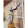 Image 5 : African Kudu Pedestal Taxidermy Mount