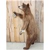 Image 2 : Cinnamon Phase Black Bear Full Body Taxidermy Mount