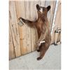 Image 3 : Cinnamon Phase Black Bear Full Body Taxidermy Mount