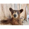 Image 4 : Cinnamon Phase Black Bear Full Body Taxidermy Mount