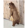 Image 5 : Cinnamon Phase Black Bear Full Body Taxidermy Mount