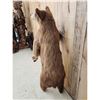 Image 6 : Cinnamon Phase Black Bear Full Body Taxidermy Mount