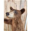 Image 8 : Cinnamon Phase Black Bear Full Body Taxidermy Mount