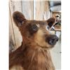 Image 9 : Cinnamon Phase Black Bear Full Body Taxidermy Mount