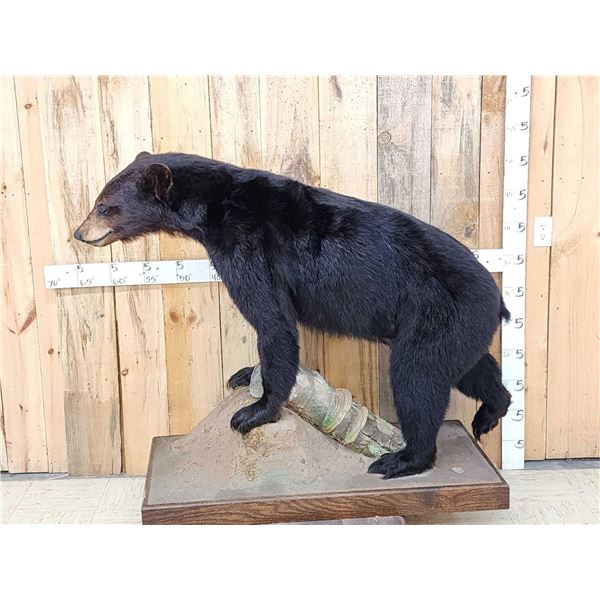 Black Bear Full Body Taxidermy Mount