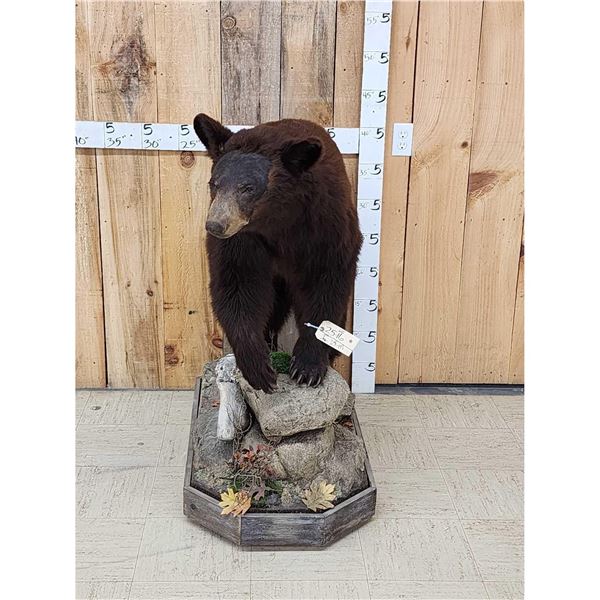 Chocolate Phase Black Bear Full Body Taxidermy Mount