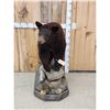 Image 1 : Chocolate Phase Black Bear Full Body Taxidermy Mount
