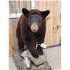Image 3 : Chocolate Phase Black Bear Full Body Taxidermy Mount