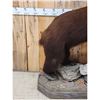 Image 5 : Chocolate Phase Black Bear Full Body Taxidermy Mount