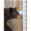 Image 6 : Chocolate Phase Black Bear Full Body Taxidermy Mount
