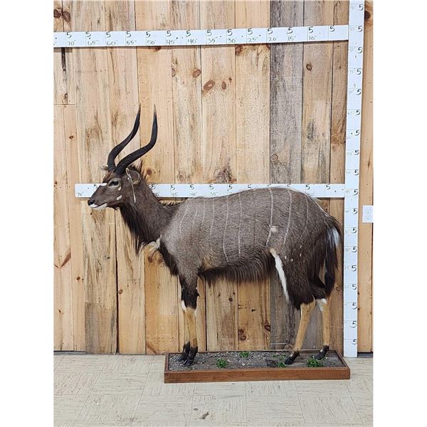 African Nyala Full Body Taxidermy Mount