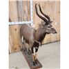 Image 5 : African Nyala Full Body Taxidermy Mount