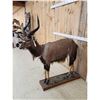 Image 6 : African Nyala Full Body Taxidermy Mount