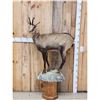 Image 1 : Alpine Chamois Full Body Pedestal Taxidermy Mount