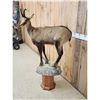 Image 6 : Alpine Chamois Full Body Pedestal Taxidermy Mount