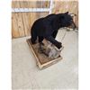Image 3 : Juvenile Black Bear Full Body Taxidermy Mount