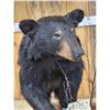 Image 4 : Juvenile Black Bear Full Body Taxidermy Mount