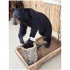 Image 6 : Juvenile Black Bear Full Body Taxidermy Mount