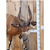 Image 3 : African Bongo Antelope Full Body Taxidermy Mount