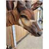 Image 6 : African Bongo Antelope Full Body Taxidermy Mount