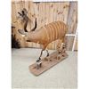 Image 8 : African Bongo Antelope Full Body Taxidermy Mount
