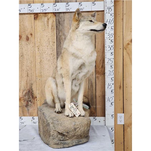 Canadian Wolf Full Body Taxidermy Mount