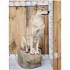 Image 1 : Canadian Wolf Full Body Taxidermy Mount