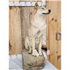 Image 5 : Canadian Wolf Full Body Taxidermy Mount