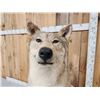 Image 6 : Canadian Wolf Full Body Taxidermy Mount