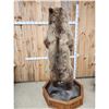 Image 14 : Alaskan Grizzly Bear Full Body Taxidermy Mount