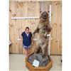 Image 15 : Alaskan Grizzly Bear Full Body Taxidermy Mount